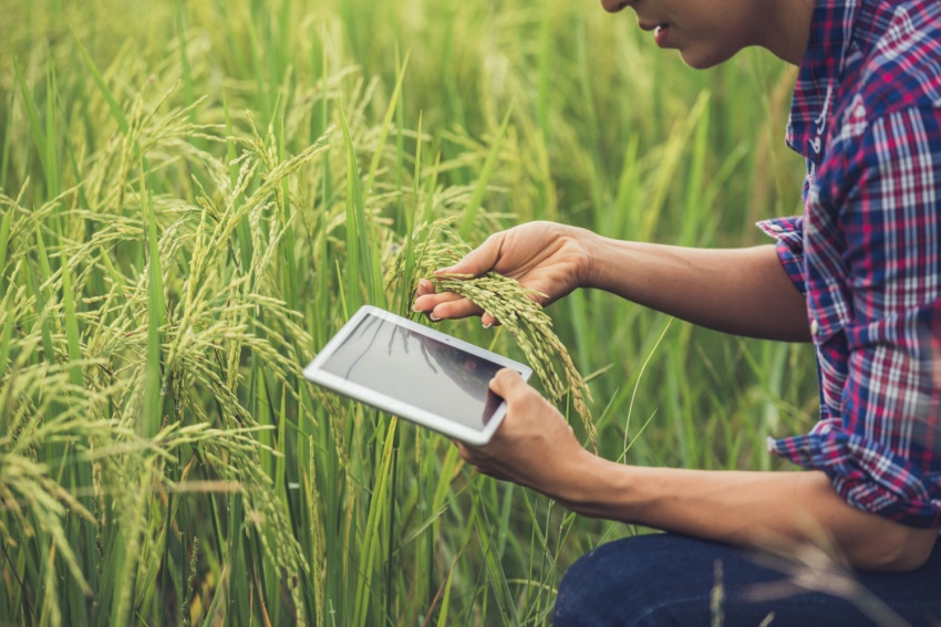 Inteligencia Artificial aplicada al agro